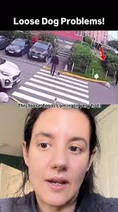 My thoughts… this white dog is coming in really hot and I would have  probably blocked him too! We don't know if the beagle is friendly, fearful,  or what! But regardless every