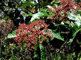 Image result for Harungana madagascariensis