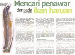 Ikan koi sendiri merupakan ikan hias yang sangat populer di indonesia, bahkan banyak yang mempercayai jika memelihara ikan hias ini akan membawa keberuntungan atau hoki. Ikan Haruan Ilhamaku