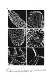 Image result for Begonia poculifera