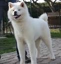 Akita Puppies for Sale - Akita Dog Breed Profile ...