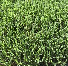 Pin On Zoysia