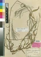 Image result for Digitaria gazensis