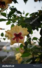 Image result for Hibiscus aponeurus