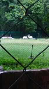 White Bucks Nehru Zoological Park Hyderabad Soccer Field Park Field