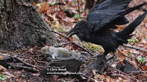Do they know about him and squirrel, and does crow still love her? Raven Vs Squirrel Youtube