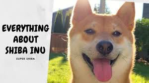 It is important to find a reputable akc approved shiba inu breeder. How Much Does A Shiba Inu Cost And Tips For Selecting A Good Breeder Super Shiba Youtube