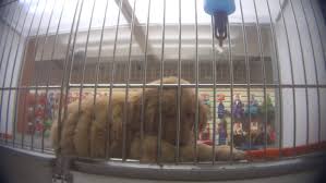 Where to buy healthy pet food in florida? Hsus Undercover Investigation Reveals More Sick Dead Puppies At Petland Stores A Humane World