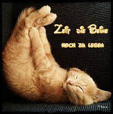 Schön katzenbilder lustig mit sprüchen. Feierabend Katzen Lustige Spruche Feierabend Lustig Abendgrusse Lustig