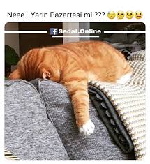Ask Ask Pazatesi Life Istanbul Sevgili Dublaj Komikvideolar Askim Bebek Komikvideo Askim Loves Bebekler Cats Cute Baby Animals Cute Cats