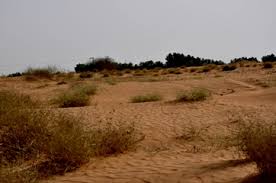 Image result for Halopyrum mucronatum