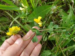 Image result for Lotus namulensis
