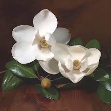 We did not find results for: Southern Magnolia Evergreen Magnolia Big Bay Magnolia Grandiflora My Garden Life