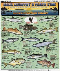 Lot Of 6 Saltwater Fish Id Charts Tightlines 1 2 5
