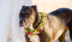 Wunderbar finde ich vor allem das erste kleid und die philosophie hinter den kleidern. Hund Zur Hochzeit Die Besten Tipps Ideen Euer Tier Mit Einzubeziehen