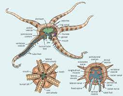 Ophiuroidean Anatomy Basket Stars Brittlestars Snake Stars Sea Creatures Science Nature Under The Sea