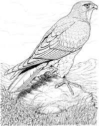 Real Life Looking Coloring Pages Of Detailed Hawk Bird Coloring Pages For Adults Enjoy Coloring Bird Coloring Pages Animal Coloring Pages Bird Drawings