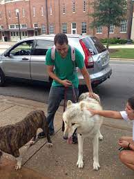 Pet Wolf Cool But Very Dangerous Pet Wolf Beautiful Wolves Wolf Dog