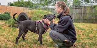 It took me five seconds to google 'rspca' and find the link on their website. Bath Cats Dogs Home Rspca Bath District Branch Linkedin