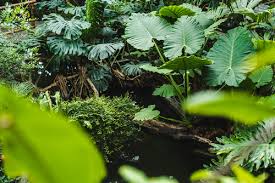 In a rainforest in south america, scientists counted from 100 to 300 species of tree in 2.5 acre. The Plants Of The Tropical Rainforest Voyagers Travel