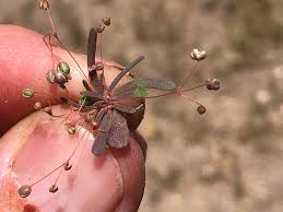 Image result for Hypertelis umbellata