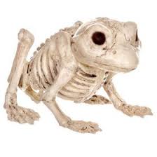 Picture Of Mini Skeleton Animal Frog Halloween Skeleton Decorations Spooky Halloween Decorations Halloween Skeletons