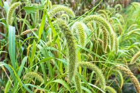 Image result for Setaria italica