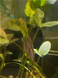 Image result for Aponogeton