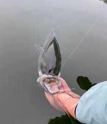 Cannot retain halibut from july 1 to april 30, inclusive. Maine Saltwater Fishing Reports