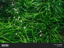 If you plant them near your patio, you may be able to enjoy the flowers and the hummingbirds they attract when they open in the late afternoon or early evening. Beautiful Small Image Photo Free Trial Bigstock