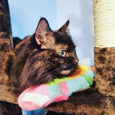Its also very safe for the pet, and i would roll it under my cats matted fur, and it cuts from the bottom, and its very subtle. Catflix Zen Cat Twitter