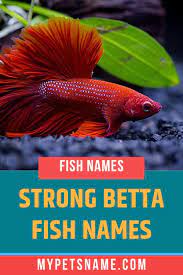 Naga (thai river guardian spirits) mekong (famous thai river) queen sirikit (powerful thai queen) Strong Betta Fish Names Betta Fish Names Betta Fish Fish Names
