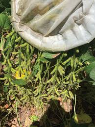 Early Soybean Production System