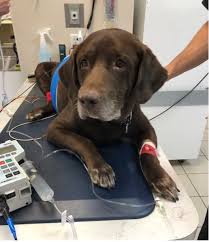 When they are detected, it's usually because the. Hemorrhagic Splenic Mass Iowa Veterinary Specialties