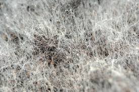 In some cases, it can produce mycotoxins that are especially dangerous in individuals with compromised immune systems. What Is White Mold And Is It Dangerous Puroclean Hq