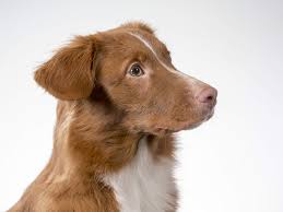 Retriever de la nouvelle ecosse, nova scotia retriever, perro cobrador de nueva escocia. Nova Scotia Duck Tolling Retriever Hunde