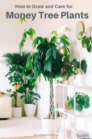 Maybe You Ve Heard Before That Money Doesn T Grow On Trees But When It Comes To This Tree You Re I Money Tree Plant Money Tree Plant Care Indoor Tree Plants