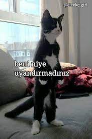 kedi memes cikartma sticker kedi komik komik hayvan fotograflari
