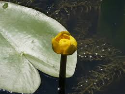 Tutte queste risorse fiori acquatici sono scaricabili gratuitamente su pngtree. Fiori Gialli Acquatici