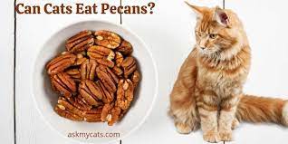 Can Cats Eat Pecans What Happens If Cats Accidentally Eat Pecans