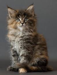 Amazing maine coon cat breed that combines power, strength, heavy a fascinating look, grace, tenderness and reverence to the owner. Pin On Cats