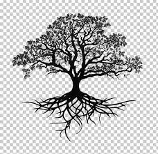 Southern Live Oak Drawing Tree Sketch Png Clipart Art Autumn Tree Black And White Branch Cartoon F In 2021 Live Oak Tree Tattoo Oak Tree Tattoo Tree Roots Tattoo
