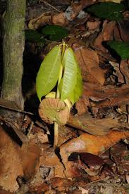 Image result for Gilbertiodendron dewevrei