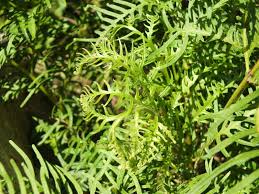 Image result for Pteris dentata