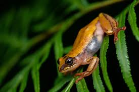 Image result for Acrotome mozambiquensis