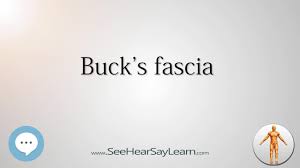 We did not find results for: Buck S Fascia Anatomy Named After People Youtube