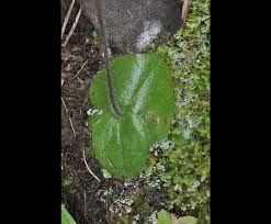 Image result for Holothrix villosa