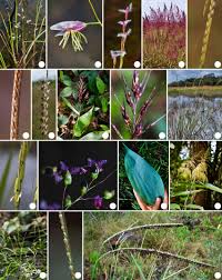 Image result for Rhytachne latifolia