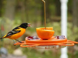 Distributor and processor of high quality food to hong kong food services. When To Put Out Hummer And Oriole Feeders All Seasons Wild Bird Store