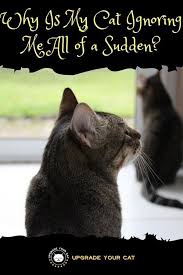 Why Is My Cat Ignoring Me All Of A Sudden It S Not All Bad Upgrade Your Cat In 2020 Cat Behavior Cats Cat Language
